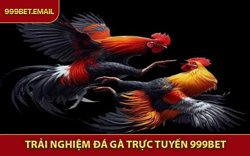 Trải nghiệm sống động của Đá Gà Trực Tuyến 999BET
